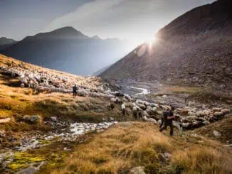 Transhumanz ©Oetztal Tourismus Gudrun Muschalla