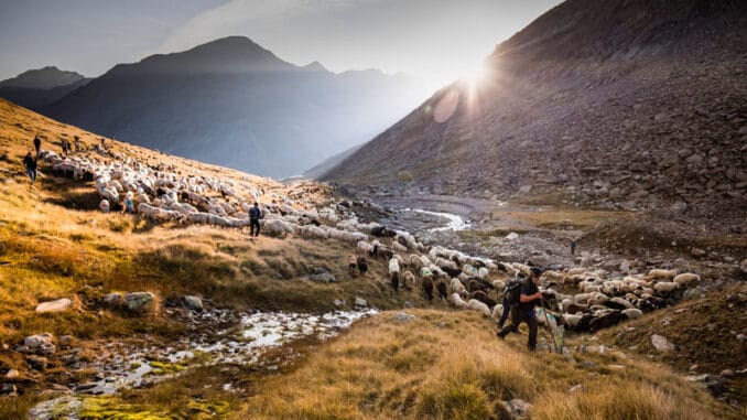 Transhumanz ©Oetztal Tourismus Gudrun Muschalla