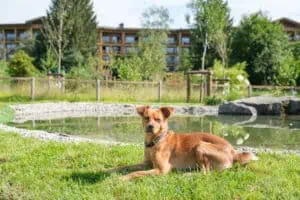 Hunde-auf-der-Sonnenalp-©Marc-Vogel_pro-vision-media