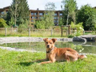 Hunde auf der Sonnenalp ©Marc Vogel pro vision media