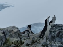 Antarktis ©Detlef Duering 0217