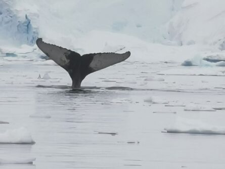 Antarktis-©Detlef-Duering-0241 Antarktis ©Detlef Duering 0241