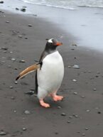 Antarktis-©Detlef-Duering-0786 Antarktis ©Detlef Duering 0786