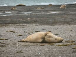 Antarktis-©Detlef-Duering-0910 Antarktis ©Detlef Duering 0910