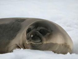 Antarktis-©Detlef-Duering-0916 Antarktis ©Detlef Duering 0916