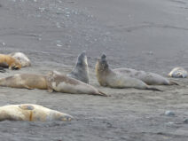 Antarktis-©Detlef-Duering-0950 Antarktis ©Detlef Duering 0950