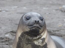 Antarktis-©Detlef-Duering-0999 Antarktis ©Detlef Duering 0999