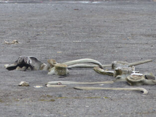 Antarktis ©Detlef Duering 1007