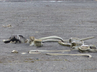 Antarktis-©Detlef-Duering-1007 Antarktis ©Detlef Duering 1007