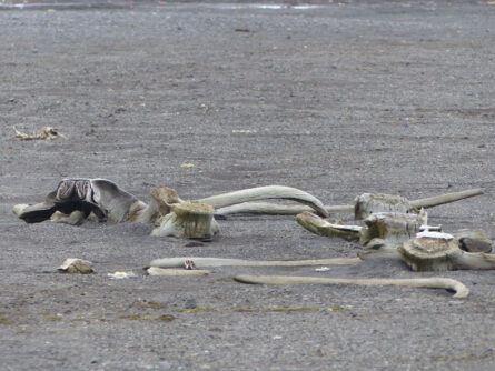 Antarktis-©Detlef-Duering-1007 Antarktis ©Detlef Duering 1007