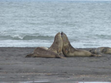 Antarktis-©Detlef-Duering-1011 Antarktis ©Detlef Duering 1011