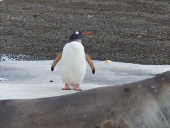 Antarktis-©Detlef-Duering-1053 Antarktis ©Detlef Duering 1053