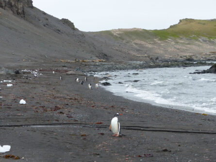 Antarktis-©Detlef-Duering-1082 Antarktis ©Detlef Duering 1082