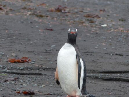 Antarktis-©Detlef-Duering-1084 Antarktis ©Detlef Duering 1084