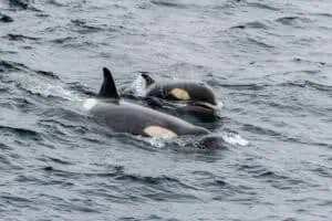 DERTOUR Group streicht Ausflüge mit Meeressäugern in Gefangenschaft Antarktis-©Detlef-Duering-1153