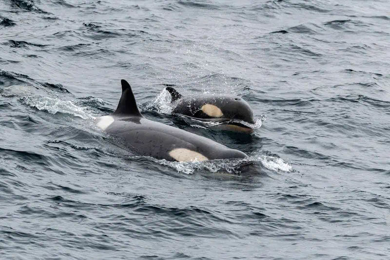 Antarktis ©Detlef Duering 1153