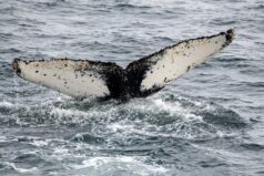 Antarktis-©Detlef-Duering-1154 Antarktis ©Detlef Duering 1154