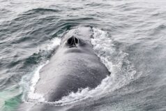 Antarktis-©Detlef-Duering-1155 Antarktis ©Detlef Duering 1155