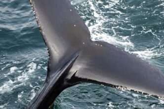 Antarktis-©Detlef-Duering-1156 Antarktis ©Detlef Duering 1156