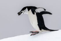 Antarktis-©Detlef-Duering-1159 Antarktis ©Detlef Duering 1159