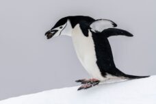 Antarktis-©Detlef-Duering-1159 Antarktis ©Detlef Duering 1159