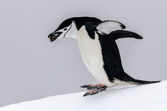 Antarktis-©Detlef-Duering-1159 Antarktis ©Detlef Duering 1159