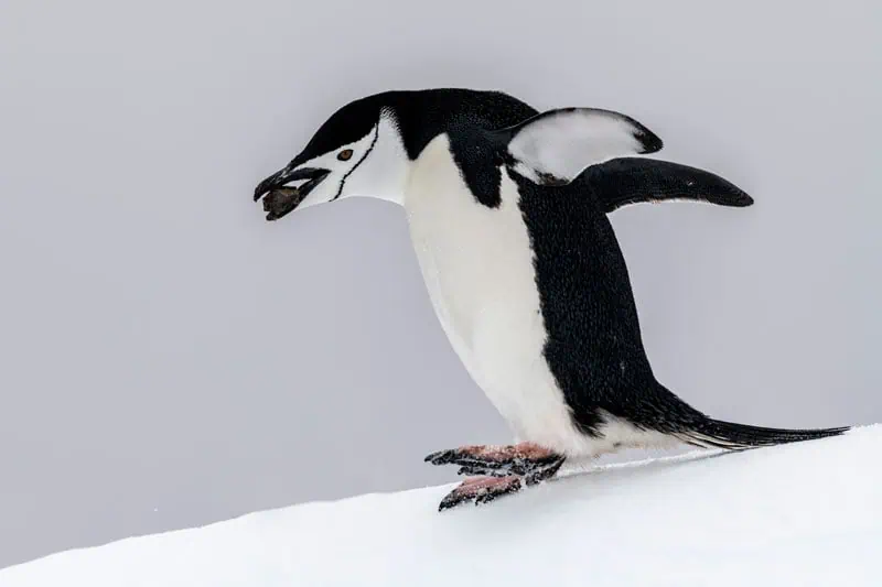 Antarktis ©Detlef Duering 1159