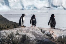 Antarktis-©Detlef-Duering-1160 Antarktis ©Detlef Duering 1160