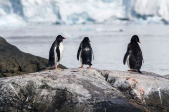 Antarktis-©Detlef-Duering-1160 Antarktis ©Detlef Duering 1160