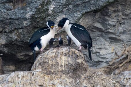 Antarktis-©Detlef-Duering-1161 Antarktis ©Detlef Duering 1161