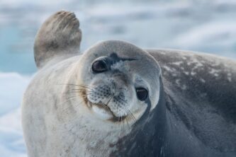 Antarktis-©Detlef-Duering-1169 Antarktis ©Detlef Duering 1169