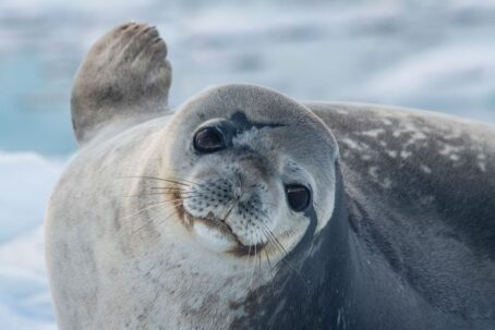 Antarktis-©Detlef-Duering-1169 Antarktis ©Detlef Duering 1169