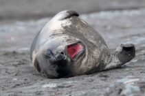 Antarktis-©Detlef-Duering-1172 Antarktis ©Detlef Duering 1172