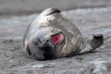 Antarktis-©Detlef-Duering-1172 Antarktis ©Detlef Duering 1172