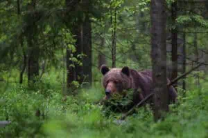 Braunbär-in-Estland