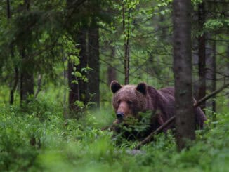 Braunbaer in Estland