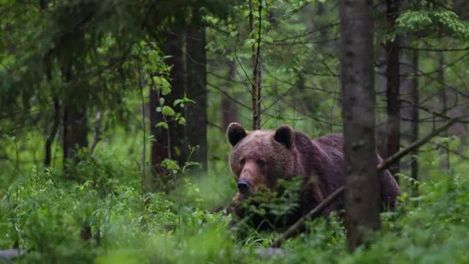 Braunbär-in-Estland