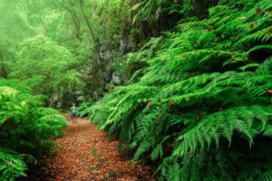 La Palma Bosque de Lo Tilos ©Abian San Gil