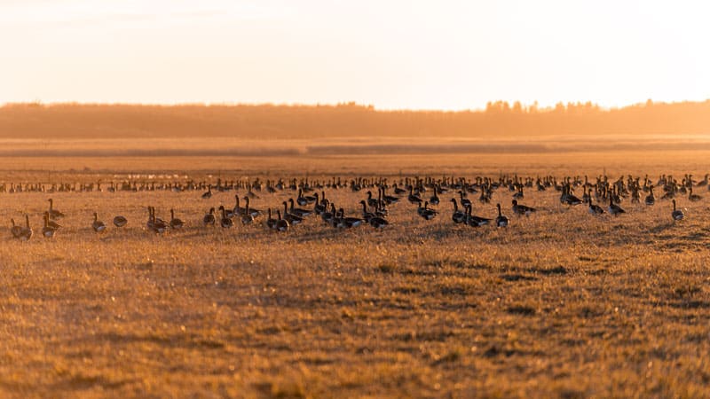Matsalu Nationalpark Estland