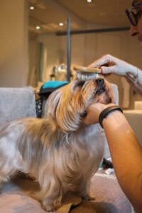 Six Senses Dog treatment
