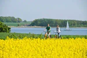 Rapsblüte-an-der-Ostsee-©Ostseefjord-Schlei-Matze