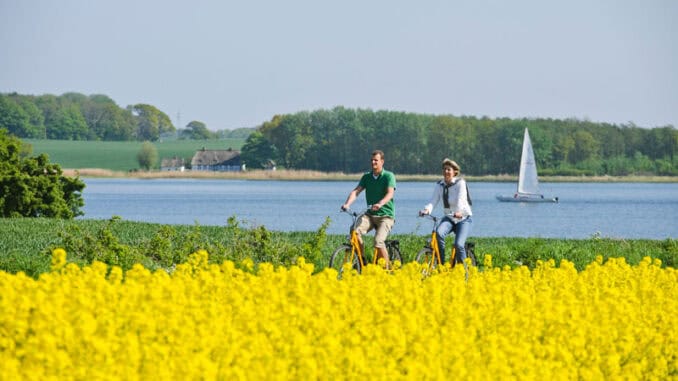 Rapsbluete an der Ostsee ©Ostseefjord Schlei Matze