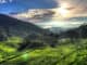 Cameron Highlands 4 Pahang ©Tourism Malaysia