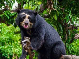 Reserva Ecologica Chaparri ©Mylene DAuriol PROMPERU