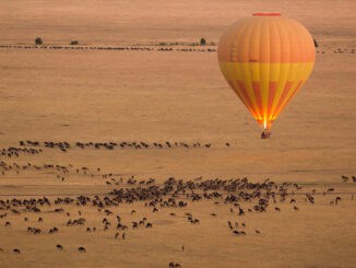 Tierwanderungen aus der Vogelperspektive © AsodaPhotography Getty Images