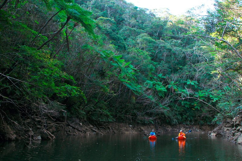 YambaruDiscoveryForest Mandatory ©Okinawa Convention＆Visitors Bureau1
