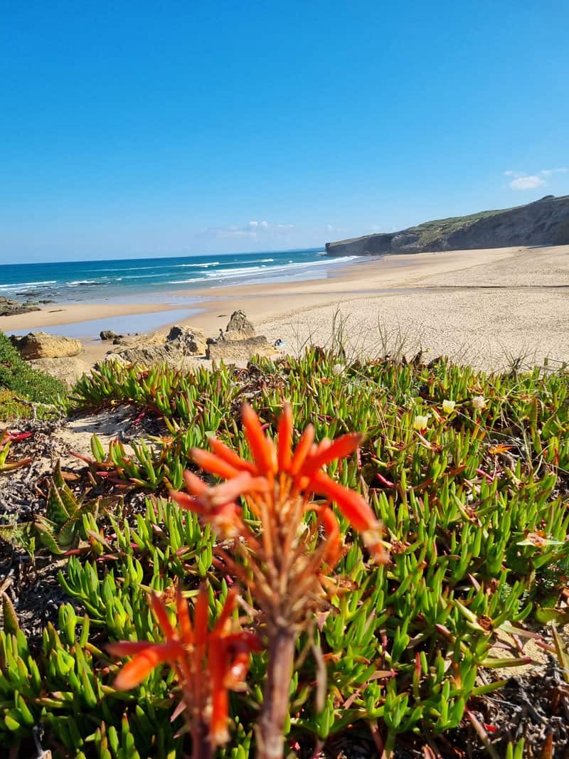 Algarve Monte Clerigo ©Detlef Duering 109