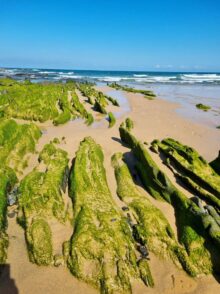 Algarve Monte Clerigo ©Detlef Duering 116