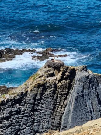 Algarve Ponta da Atalaia ©Detlef Duering 124 1