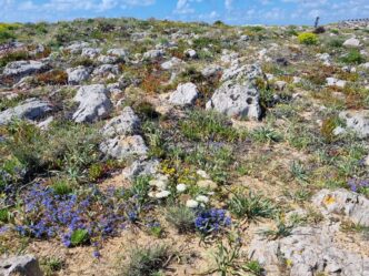 AlgarvePonta-da-Atalaia-©Detlef-Düring-079 AlgarvePonta da Atalaia ©Detlef Duering 079